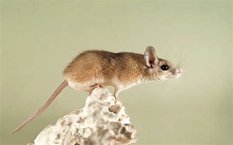 Can mice jump high?