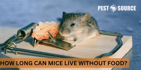 Can mice live without humans?