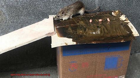 Can mice outsmart glue traps?