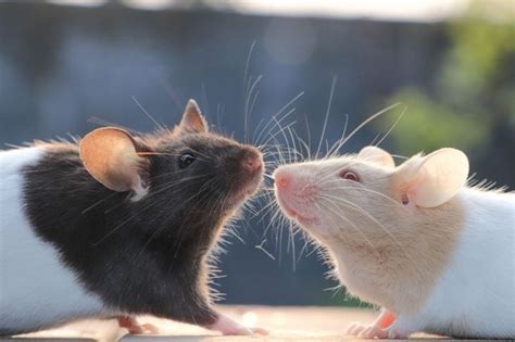 Can mice recognize their owners?