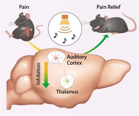 Can mice scream in pain?