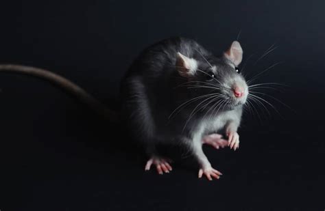 Can mice see in dark?