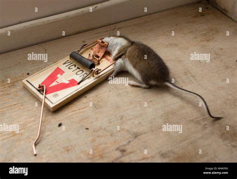 Can mice sense a dead mouse?
