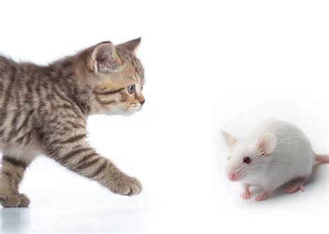 Can mice sense people?