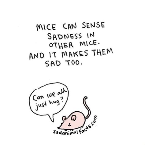 Can mice sense sadness?