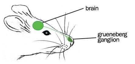 Can mice sense your fear?
