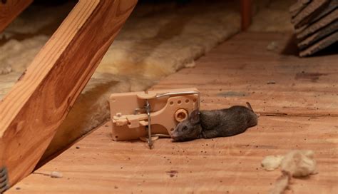 Can mice smell dead mice on traps?