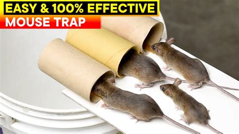 Can mice smell you on traps?