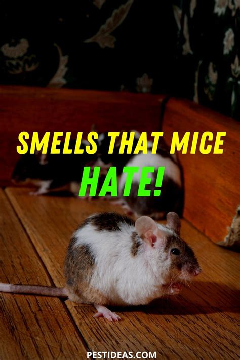 Can mice smell your fear?