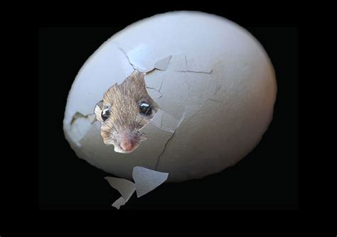 Can mice steal eggs?