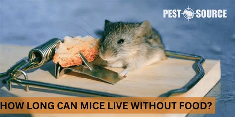 Can mice survive without food?