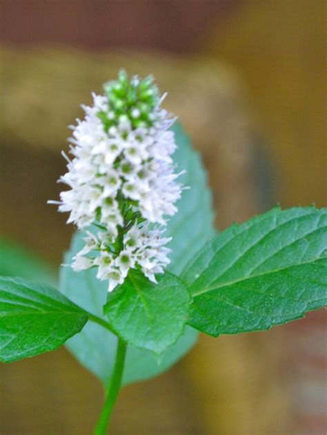 Can mint flowers be eaten?