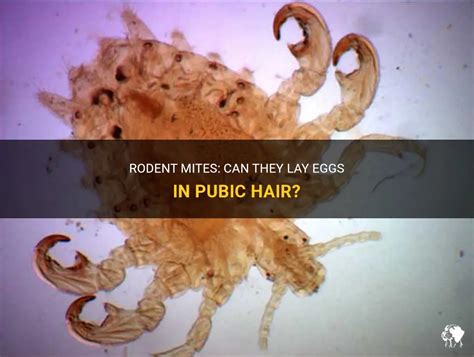 Can mites lay eggs in human hair?