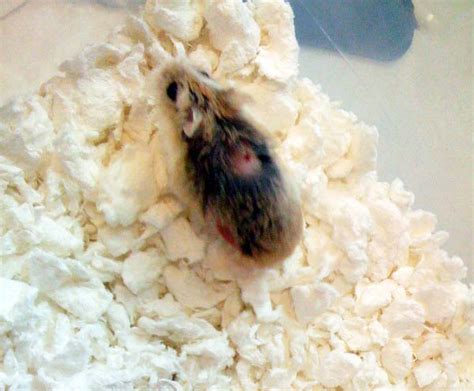 Can mites live in hamster bedding?