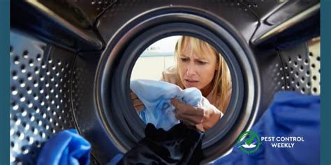 Can mites survive washing machine?