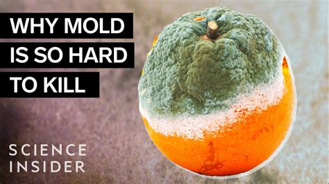 Can mold be killed by cold?