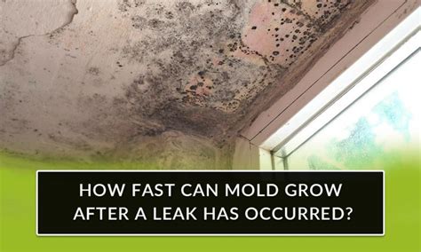 Can mold grow after leak is fixed?