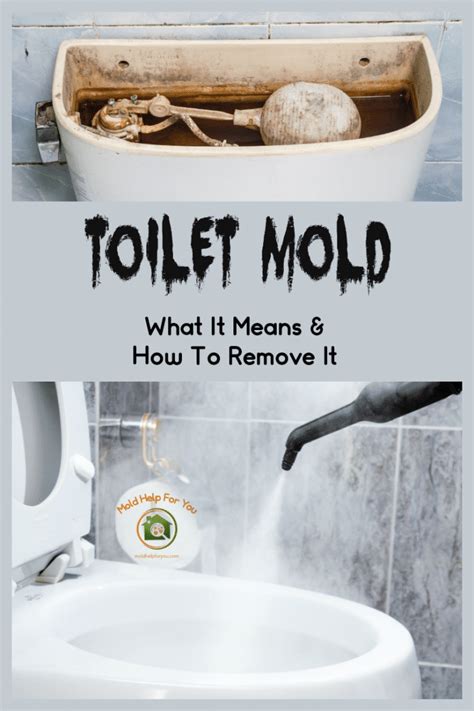 Can mold grow in a toilet?