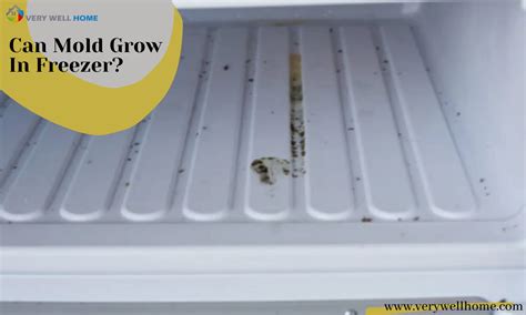 Can mold grow in freezer?