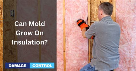 Can mold grow in insulation?