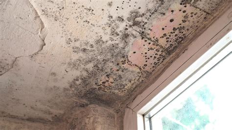 Can mold grow in mortar?