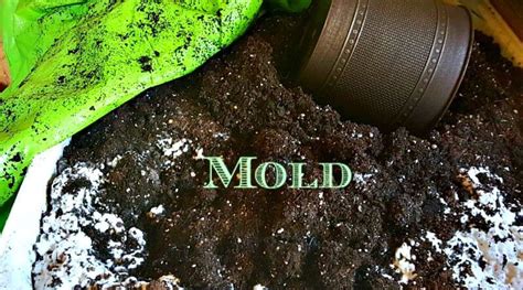 Can mold grow in play sand?