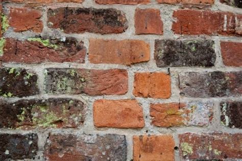 Can mold grow on brick?