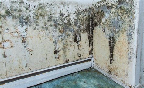 Can mold grow on epoxy?