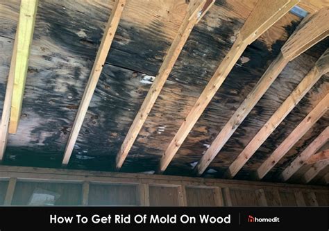 Can mold grow under a deck?