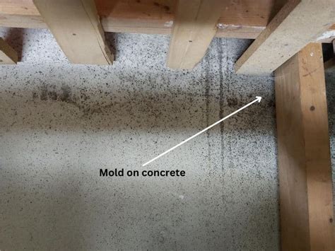 Can mold grow under concrete?