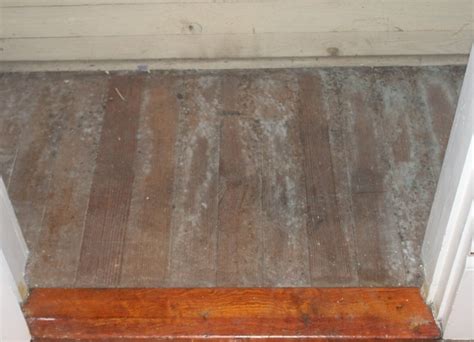 Can mold grow under hardwood floors?