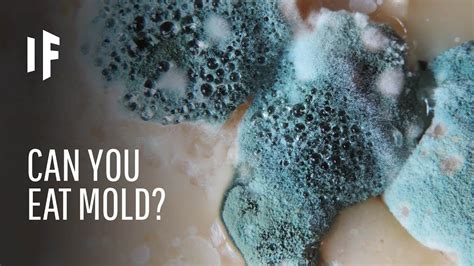 Can mold happen in a day?