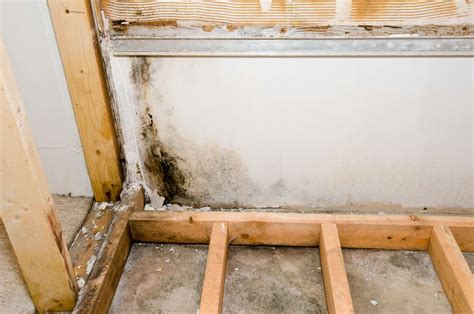 Can mold inside walls make you sick?