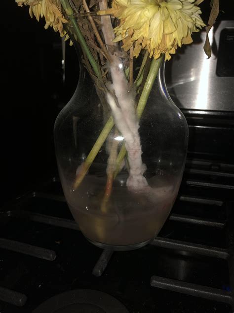 Can moldy flowers in a vase make you sick?