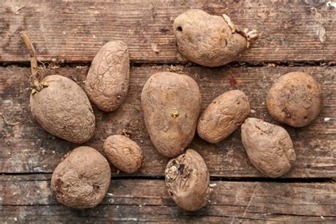 Can moldy potatoes make you sick?