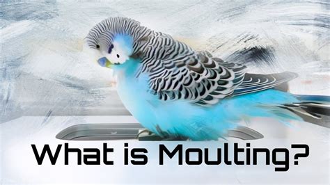Can molting be painful?