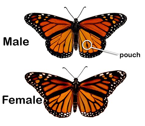 Can monarchs be female?