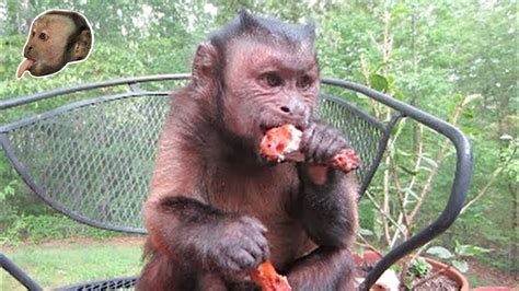 Can monkeys eat meat?
