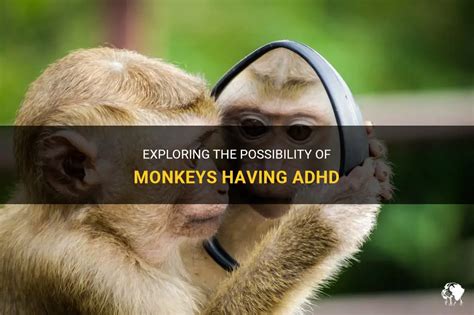 Can monkeys have ADHD?