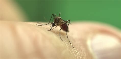 Can mosquitoes make you sick?