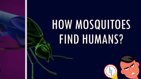 Can mosquitoes recognize humans?