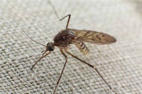 Can mosquitoes see us?