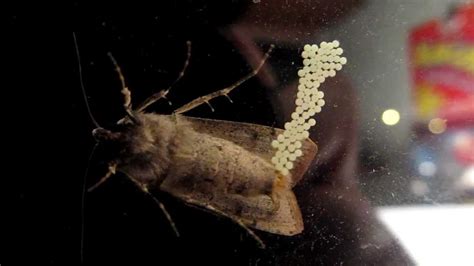 Can moths lay eggs in your bed?