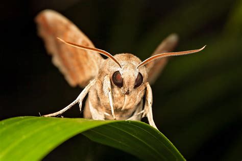 Can moths see in the dark?