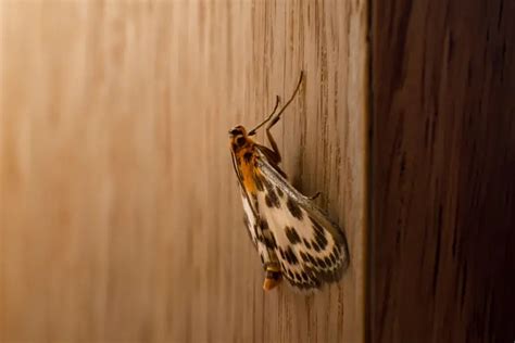 Can moths survive in a room?