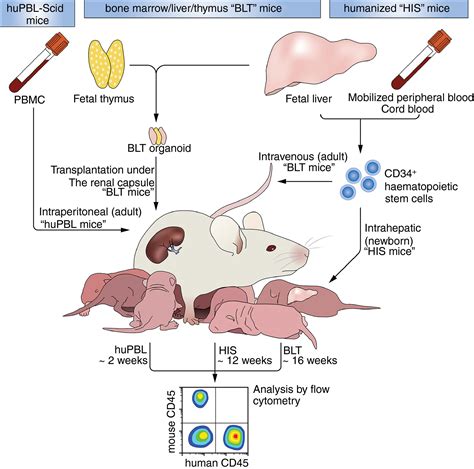 Can mouses get viruses?