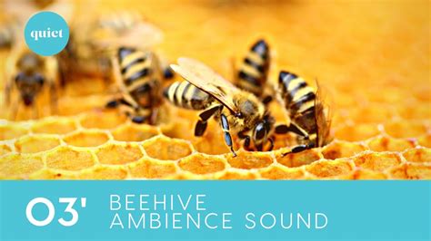 Can music calm bees?