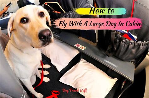 Can my 100 pound dog fly with me?