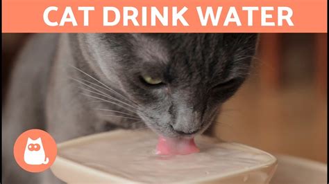 Can my cat drink honey water?