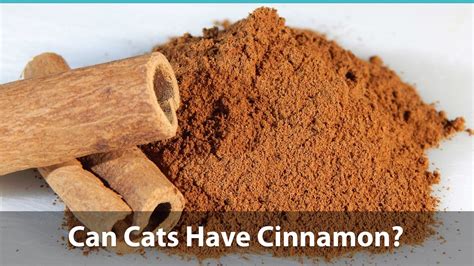 Can my cat have cinnamon?